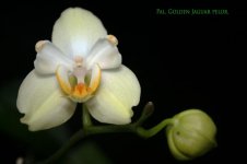 Phal. Golden Jaguar pel.jpg