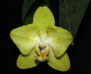 Phal. Ming-Hsing Yellow Boy (P. Brother Lawrence x P. Sogo David) .jpg