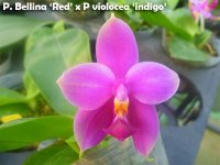 P. Bellina 'Red' x P violocea 'indigo'.jpg