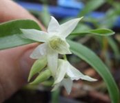 Dendrobium cuspidatum2.JPG