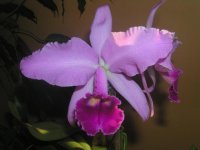 Cattleya1 ( lawrenciana x jenmanii ).jpg