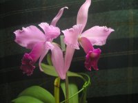 Cattleya 2( lawrenciana x jenmanii ).jpg