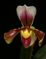 Paph. tranlienianum x Hung Sheng Nulight.jpg