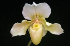 Paphiopedilum Rosy Dawn.jpg