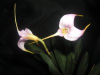 Masdevallia Bella Donna .jpg