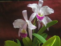 cattleya trianae.jpg