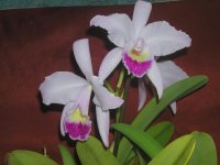 cattleya trianae2.jpg