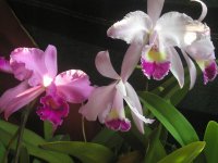 cattleya trianae и Co.jpg