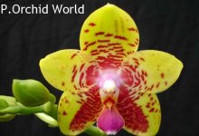 SN8384 P. Orchid World.jpg