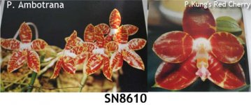 SN8610 P. ambotrana x P.Kung's Red Cherry .jpg