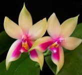 phalaenopsis-samera-red-foto-3222.jpg