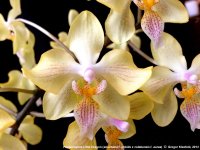 phal little dragon (stuartiana f.nobilis x celebensis f. aurea).jpg