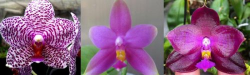 !Phal. Meidarland Fanjocea'MD' x Lea Marie Salazar.jpg