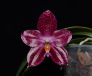 Phal. gigantea x Kuangfeng Ruby.jpg