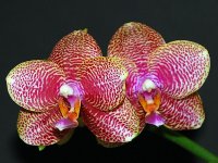 Phal. Satoru (Phal. Golden Peoker x Phal. Princess Kaiulani).jpg