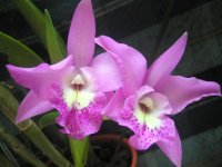 C. walkeriana x BC. Maikai .jpg