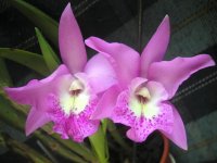 C. walkeriana x BC. Maikai 1.jpg