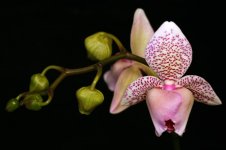 Phal. Brother Appolo.jpg