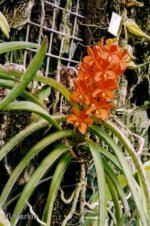 Ascocentrum curvifolium.jpg