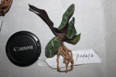 Paph. bellatulum x self (small size).jpg