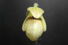 Paph. micranthum x malipoense 4.jpg