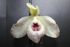 Paph. Wossner Concomal (malipoense x concolor)7.jpg