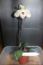 Paph. Wossner Concomal 7.jpg