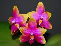 1025_Phal_Princess_Kaiulani7.jpg