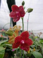 Phal_Zheng_Min_Mariantea_x_Phal_Dou_Dii_Golden_Princess_Peter.jpg