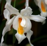 coelogyne cristata.jpg