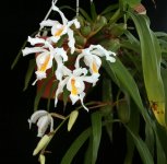 coelogyne cristata1.jpg