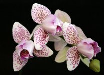 Phal. Brother Appollo pelor.jpg