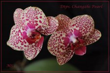 Dtps. Changzhi Pearl.jpg