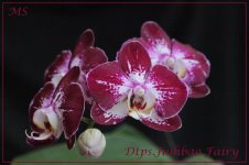 Dtps.Jiuhbao Fairy.jpg