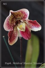 Paphiopedilum Mildred Hunter 'Eleana'.jpg