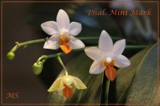 Phal. Mini Mark.jpg