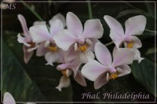 Phal. Philadelphia.jpg