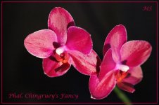 Phalaenopsis Chingruey's Fancy.jpg