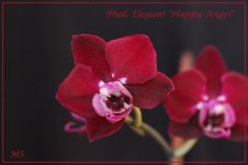 Phalaenopsis Elegant 'Happy Angel'.jpg