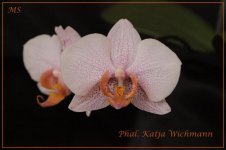 Phalaenopsis Katja Wichmann.jpg