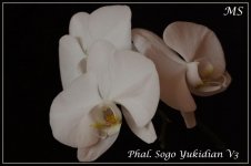 Phalaenopsis Sogo Yukidian V3.jpg