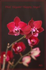 Phalaenopsis Elegant 'Happy Angel'1.jpg