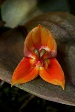 Lepanthes niesseniae 1.jpg