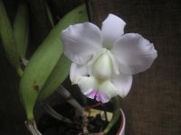 C. walkeriana semi-alba Kenny 2.jpg