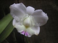 C. walkeriana semi-alba Kenny 1.jpg