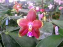 Phal. Grosbeak x Phal. venosa.jpg