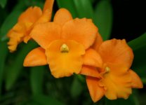 Blc. Fuch's Orange Nugget 'Lea.jpg