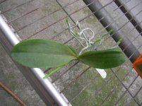 Phal.Tying Shin Moonlight 'Peter'.jpg