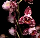 Phal. Ever-spring Kingx.jpg