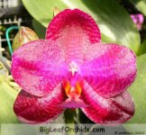 Phal_Black_Sentra_2008_closeup.jpg